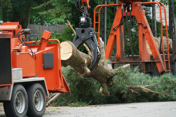 Best Affordable Tree Service  in Gilbertsville, PA